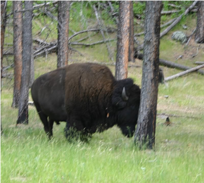 30buffalo%20holding%20tree.jpg