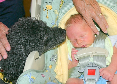 Dog Kissing Baby