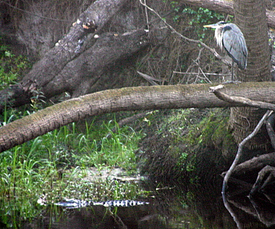 Nature Trail, Peace River Preserve