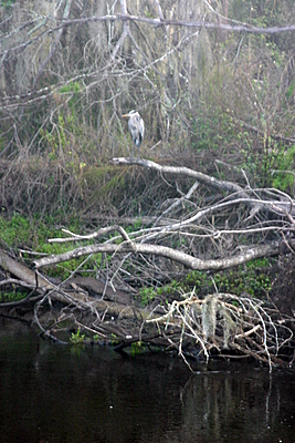 Nature Trail and alligator, Peace River Preserve